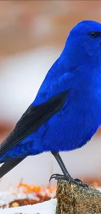 Bird Blue Electric Blue Live Wallpaper