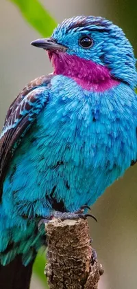 This stunning live wallpaper features a colorful bird perched on a tree branch, designed in a blue and pink color scheme