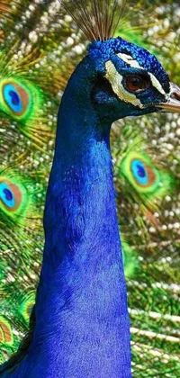 This stunning Phone Live Wallpaper showcases a close-up of a majestic peacock in all its glory