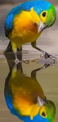 This colorful bird live wallpaper for your phone features a stunning photorealistic depiction of a bird drinking water from a pond