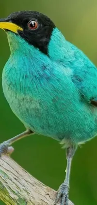 Bird Blue Green Live Wallpaper
