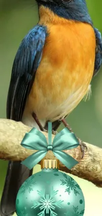 This lively phone wallpaper features a stunning blue and orange bird perched atop a tree branch and holding a beautifully wrapped gift