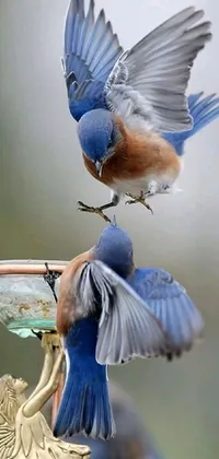 Bird Blue Nature Live Wallpaper