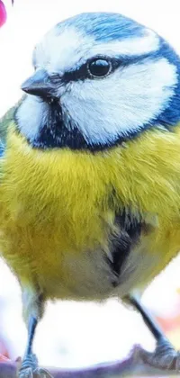 Bring the beauty of nature to your phone with this stunning blue and yellow bird live wallpaper inspired by the natural world