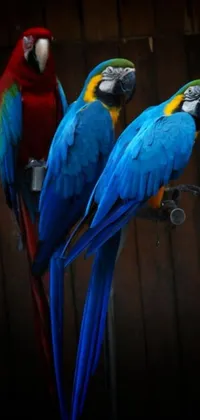 This amazing phone live wallpaper showcases a pair of parrots perched on top of each other, captured in high-resolution detail