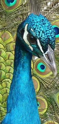 Bird Blue Terrestrial Animal Live Wallpaper
