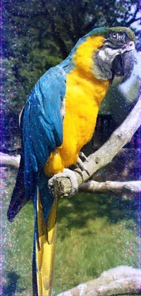yellow macaw Live Wallpaper
