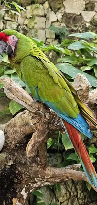 Bird Botany Parrot Live Wallpaper