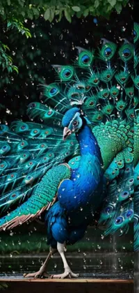 Bird Botany Peafowl Live Wallpaper