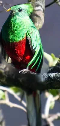 This lively phone live wallpaper showcases a striking red and green bird perched on a tree branch