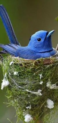 This live wallpaper features a vibrant blue bird perched atop a nest, surrounded by lush vines and leaves