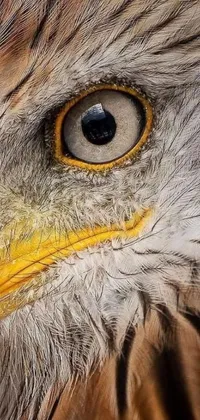 This phone live wallpaper showcases a stunning close-up view of a bird of prey