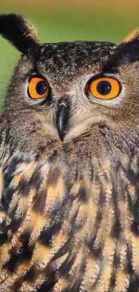 This stunning live wallpaper for your phone features a close-up of an owl, with bright orange eyes and pointy ears