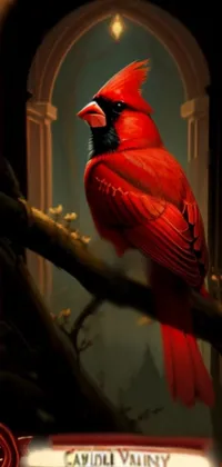 Bird Cardinal Beak Live Wallpaper