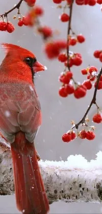 Bird Cardinal Branch Live Wallpaper
