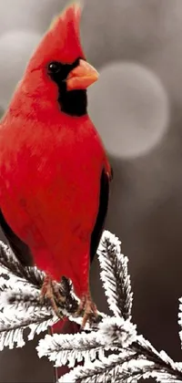 Bird Cardinal Nature Live Wallpaper