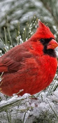 Bird Cardinal Northern Cardinal Live Wallpaper
