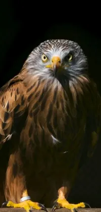This phone live wallpaper captures an intense portrait of a striking bird of prey caught at night