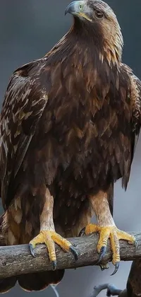 This phone live wallpaper features a stunning close-up shot of a bird of prey perched on a branch