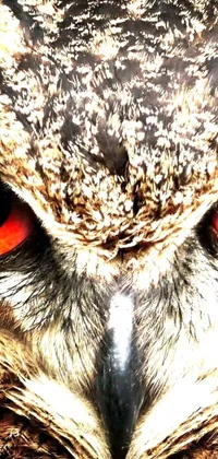 Enjoy an incredible wildlife experience every time you look at your phone with this stunning owl live wallpaper