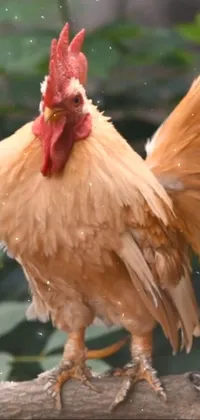 Bird Chicken Comb Live Wallpaper