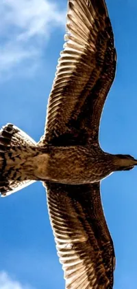 This mesmerizing live phone wallpaper showcases a stunning image of a bird in flight captured in HDR detail by a renowned photographer