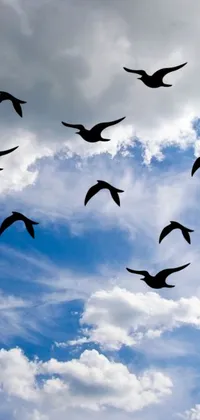 This phone live wallpaper features a flock of birds soaring gracefully through a cloudy sky