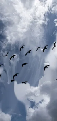 Bird Cloud Sky Live Wallpaper
