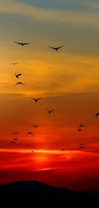 This stunning phone live wallpaper showcases a flock of birds soaring through a sunset sky