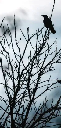 This phone live wallpaper showcases a stunningly composed shot of a bird on a bare tree