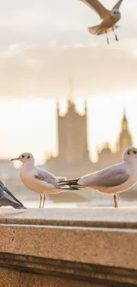 Looking for a serene and calming live wallpaper for your mobile? Check out an exquisite scene of a group of birds perched on a beautiful ledge with London's famous landmark, the Big Ben, standing tall in the background