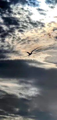 This live phone wallpaper showcases a magnificent bird flying amidst dramatic clouds in the sky