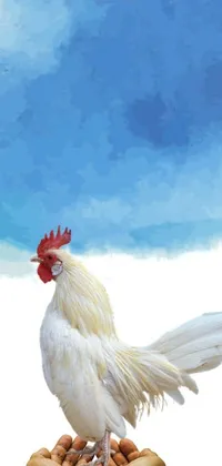This live wallpaper features a stunning white rooster perched on open palms against a blue sky background