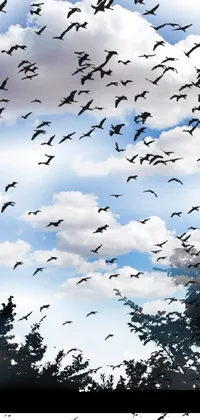 Bird Cloud Sky Live Wallpaper