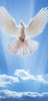 This stunning phone live wallpaper showcases a royalty photo of a white dove flying through a clear blue sky