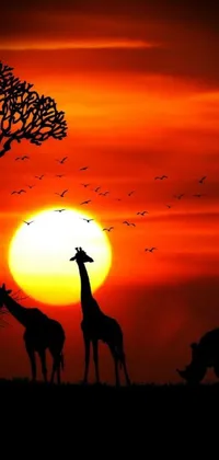 The Giraffe Couple Live Wallpaper depicts two graceful giraffes standing against the stunning backdrop of a red sun over paradise