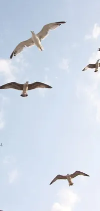 Experience the beautiful sight of a flock of seagulls flying amongst the clear blue sky on your phone with this live wallpaper