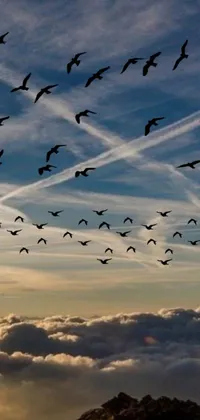 Bird Cloud Sky Live Wallpaper