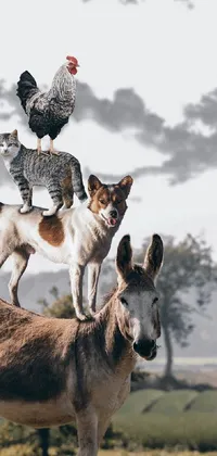 Looking for a unique and imaginative live wallpaper for your phone? Check out this surreal and colorful image of a group of animals standing on a donkey, with a cat on top of a dog! The dapple effect adds an eye-catching texture and a lively vibe to the scene