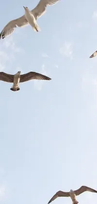 This minimalist phone live wallpaper showcases a stunning flock of seagulls flying through a mesmerizing blue sky