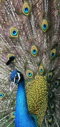 Bird Colorfulness Blue Live Wallpaper