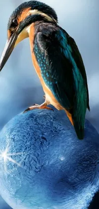 Bird Colorfulness Blue Live Wallpaper