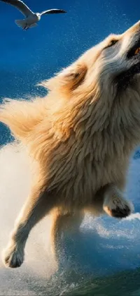 Looking for an engaging live wallpaper for your phone? Check out this dynamic option featuring a playful dog, a white wolf, and realistic scenery