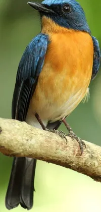 This phone live wallpaper features a realistic and breathtaking image of a blue and orange bird perched on a branch against a natural landscape