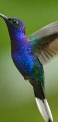 This live wallpaper features a stunning bird flying in the sky with blue, purple, and green hues on your phone screen