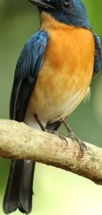 This lively phone live wallpaper features a small blue and orange bird perched on a branch against a vibrant green background