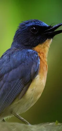 This stunning blue and orange bird live wallpaper is inspired by nature