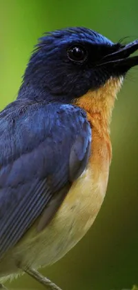 Immerse yourself in the serene beauty of nature with this stunning phone live wallpaper! Featuring a stunning blue and orange bird called Sumatraism, perched atop a tree branch, this close-up portrait is captured in perfect detail
