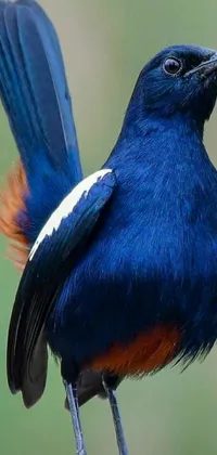 Bird Electric Blue Beak Live Wallpaper
