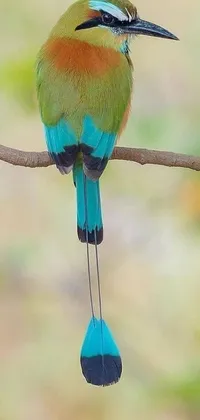 If you're looking for a stunning live wallpaper for your phone, you'll love this colorful bird perched on a tree branch